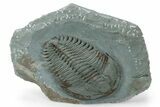 Lower Cambrian Trilobite (Longianda) - Issafen, Morocco #249257-1